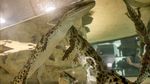 Mengunjungi Taman Khusus Buaya di Dubai