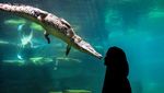 Mengunjungi Taman Khusus Buaya di Dubai