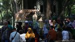 Ragunan Dipenuhi Ribuan Pengunjung saat Hari Kedua Lebaran