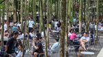 Ramainya Wisata Pohon Jati yang Lagi Ngehits di Puncak Bogor