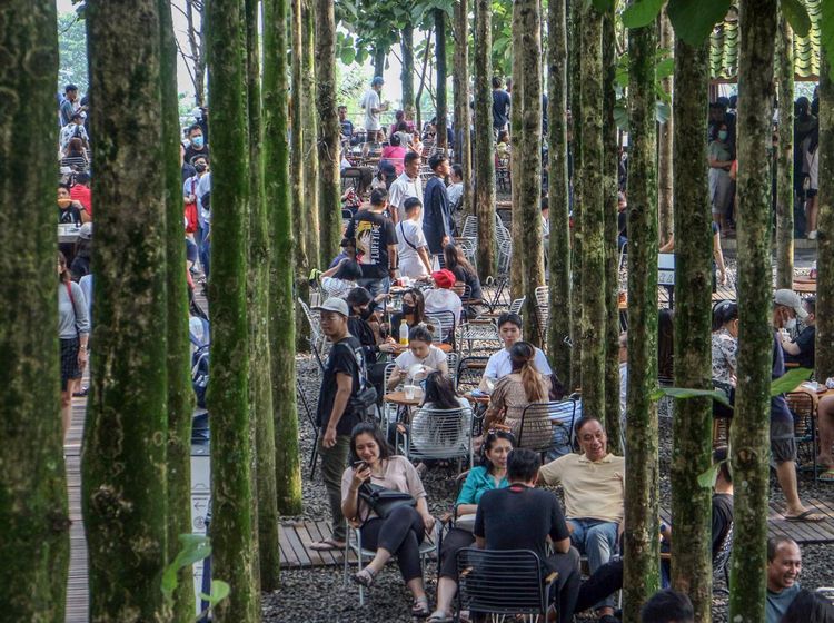 Ramainya Wisata Pohon Jati yang Lagi Ngehits di Puncak Bogor