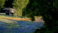 Membirunya ladang tersebut akibat ulah bunga bluebonnet yang bermekaran.