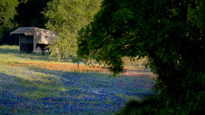 ENNIS, TEXAS - APRIL 22: A field of bluebonnet flowers blooms on April 22, 2023 near Ennis, Texas. (Photo by Brandon Bell/Getty Images)
