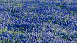 Hamparan Bunga Blubonnet di Texas Ini Bak Negeri Dongeng