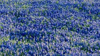 Mekarnya bunga bluebonnet ditandai jelang akhir Maret hingga akhir April.