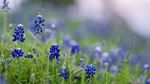 Hamparan Bunga Blubonnet di Texas Ini Bak Negeri Dongeng