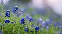 Ini penampakan dari dekat bunga bluebonnet yang bermekaran.