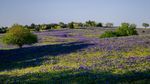 Hamparan Bunga Blubonnet di Texas Ini Bak Negeri Dongeng