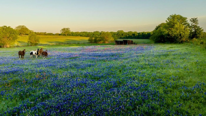 ENNIS, TEXAS - APRIL 22: A field of bluebonnet flowers blooms on April 22, 2023 near Ennis, Texas. (Photo by Brandon Bell/Getty Images)