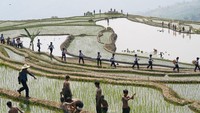 Harmonisasi tari dan nyanyian tersebut menggema disebuah lahan terasering yang luas sebagai bentuk rasa syukur sekaligus doa menyambut musim tanam padi.