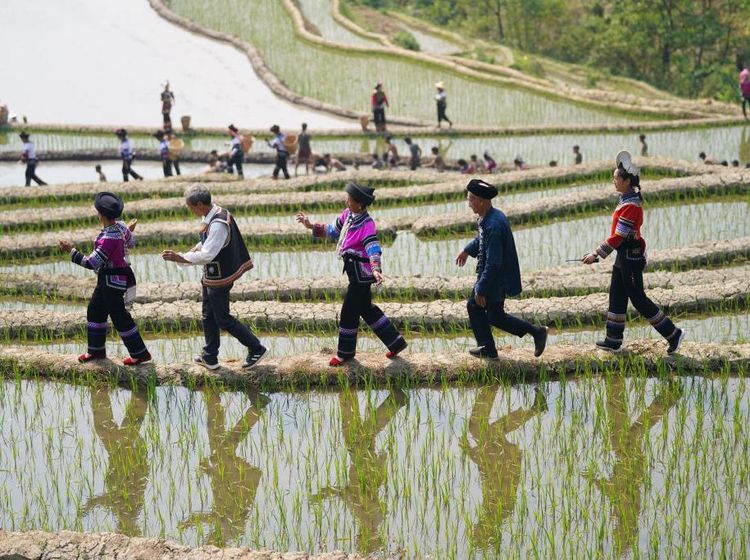 Harmoni Nyanyian dan Tari Sambut Musim Tanam Padi di China