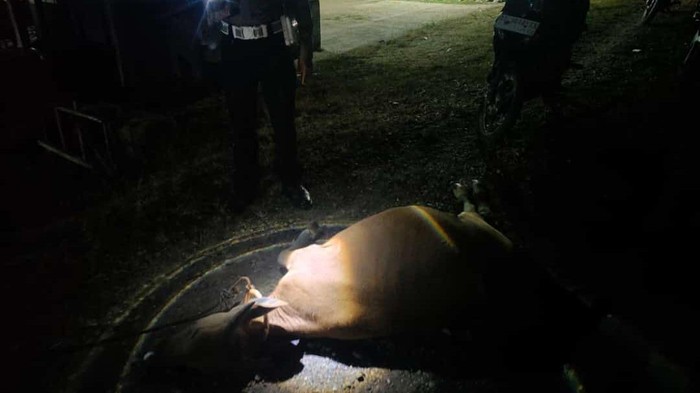 3 Ekor sapi di Konawe, Sultra, mati ditabrak pengendara motor. Dokumen Istimewa