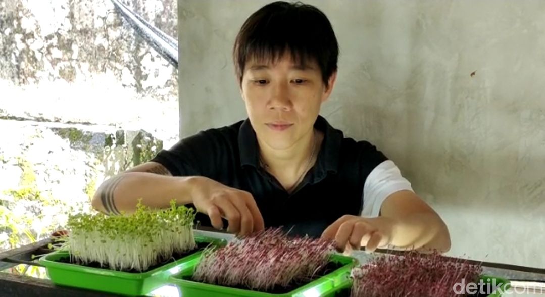 Budidaya microgreens yang dilakukan oleh Mina di Kota Malang