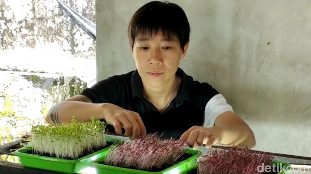 Budidaya microgreens yang dilakukan oleh Mina di Kota Malang