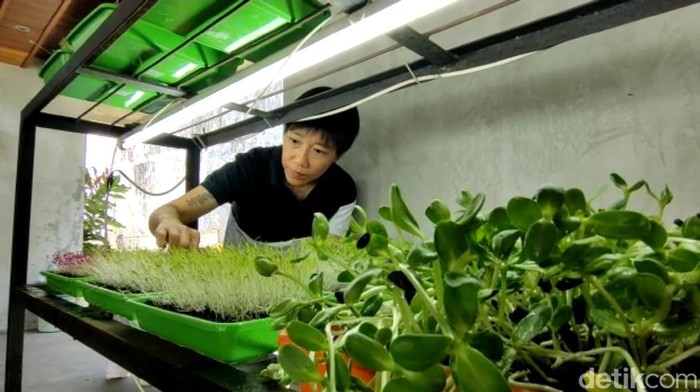 Budidaya microgreens yang dilakukan oleh Mina di Kota Malang