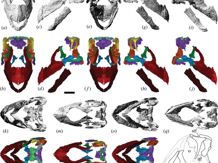 Dinosarus leher panjang diperkirakan melakukan perjalanan antara Australia dan Amerika Selatan via Antartika berdasarkan temuan fosil D. matildae di Queensland, Australia.
