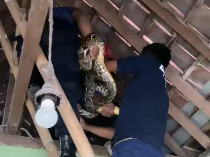Evakuasi seekor ekor ular sanca kembang di atap rumah warga Pedukuhan Menden, Kabupaten Bantul, Minggu (23/4/2023).