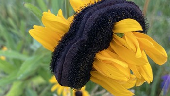 Ulat yang berwarna hitam pekat. Foto: Brightside