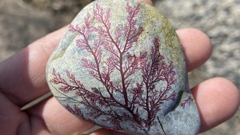 “Saya menemukan sebuah batu dengan rumput laut kering yang menempel padanya.” Foto: Brightside