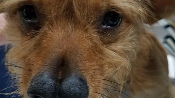 Anjing dengan dua hidung yang sangat langka. Foto: Brightside