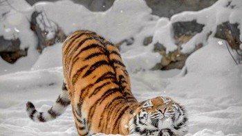 Harimau yang baru bangun tidur. Foto: Boredpanda