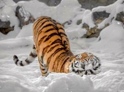 Gemes Banget! Begini Potret Hewan yang Fotogenik