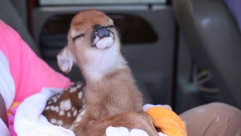Anak rusa yang tampak lega setelah diselamatkan dari bencana banjir. Foto: Boredpanda