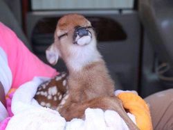 Gemes Banget! Begini Potret Hewan yang Fotogenik