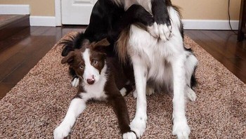 Pose tiga sahabat. Foto: Boredpanda