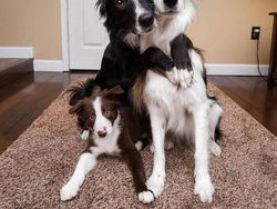 Gemes Banget! Begini Potret Hewan yang Fotogenik