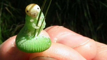 Gaya foto ulat yang memegang bilah rumput. Foto: Boredpanda