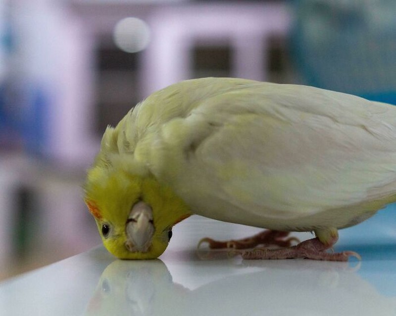fotoinet Gemes Banget, Begini Potret Hewan yang Fotogenik