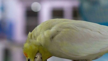 Gaya foto lucu si burung. Foto: Boredpanda