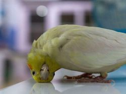 Gemes Banget! Begini Potret Hewan yang Fotogenik