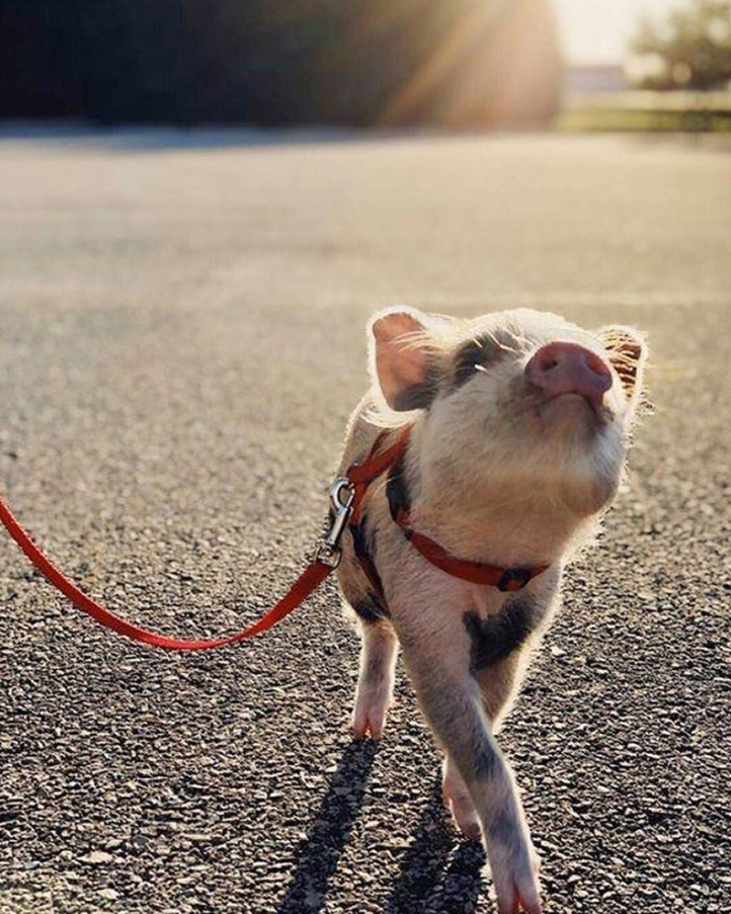 fotoinet Gemes Banget, Begini Potret Hewan yang Fotogenik