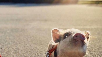 Jalan-jalan sore. Foto: Boredpanda