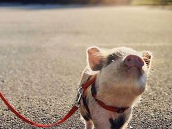 Gemes Banget! Begini Potret Hewan yang Fotogenik