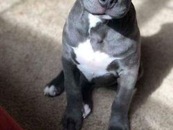 Gemes Banget! Begini Potret Hewan yang Fotogenik