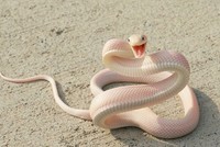 fotoinet Gemes Banget, Begini Potret Hewan yang Fotogenik