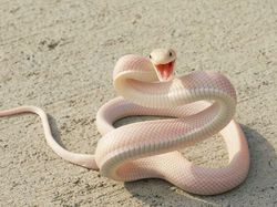 Gemes Banget! Begini Potret Hewan yang Fotogenik