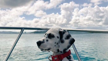 Bergaya di atas kapal. Foto: Boredpanda