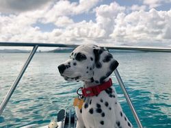 Gemes Banget! Begini Potret Hewan yang Fotogenik