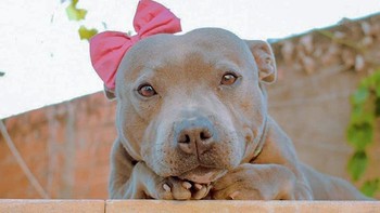 Pita pink membuatnya tampak manis. Foto: Boredpanda