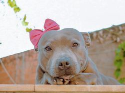 Gemes Banget! Begini Potret Hewan yang Fotogenik