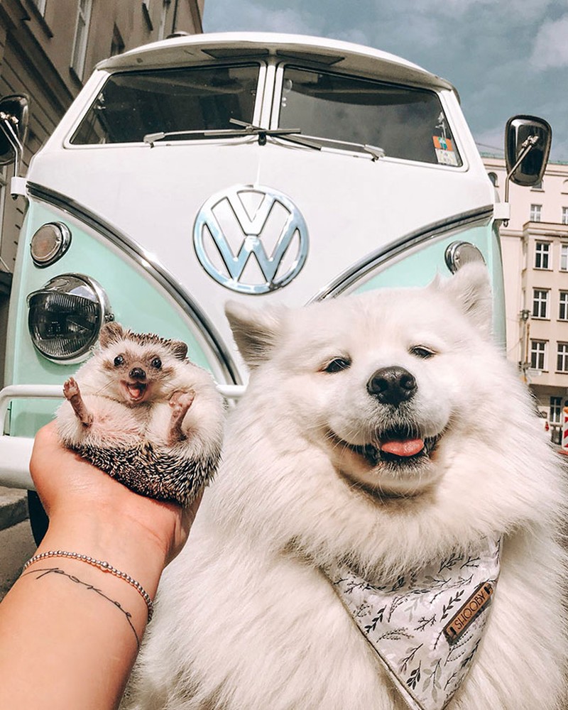 fotoinet Gemes Banget, Begini Potret Hewan yang Fotogenik