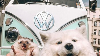 Duh gemes banget sama-sama melet. Foto: Boredpanda