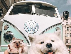 Gemes Banget! Begini Potret Hewan yang Fotogenik