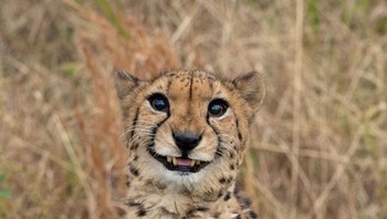 Say cheeseee. Foto: Boredpanda