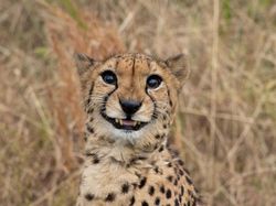 Gemes Banget! Begini Potret Hewan yang Fotogenik