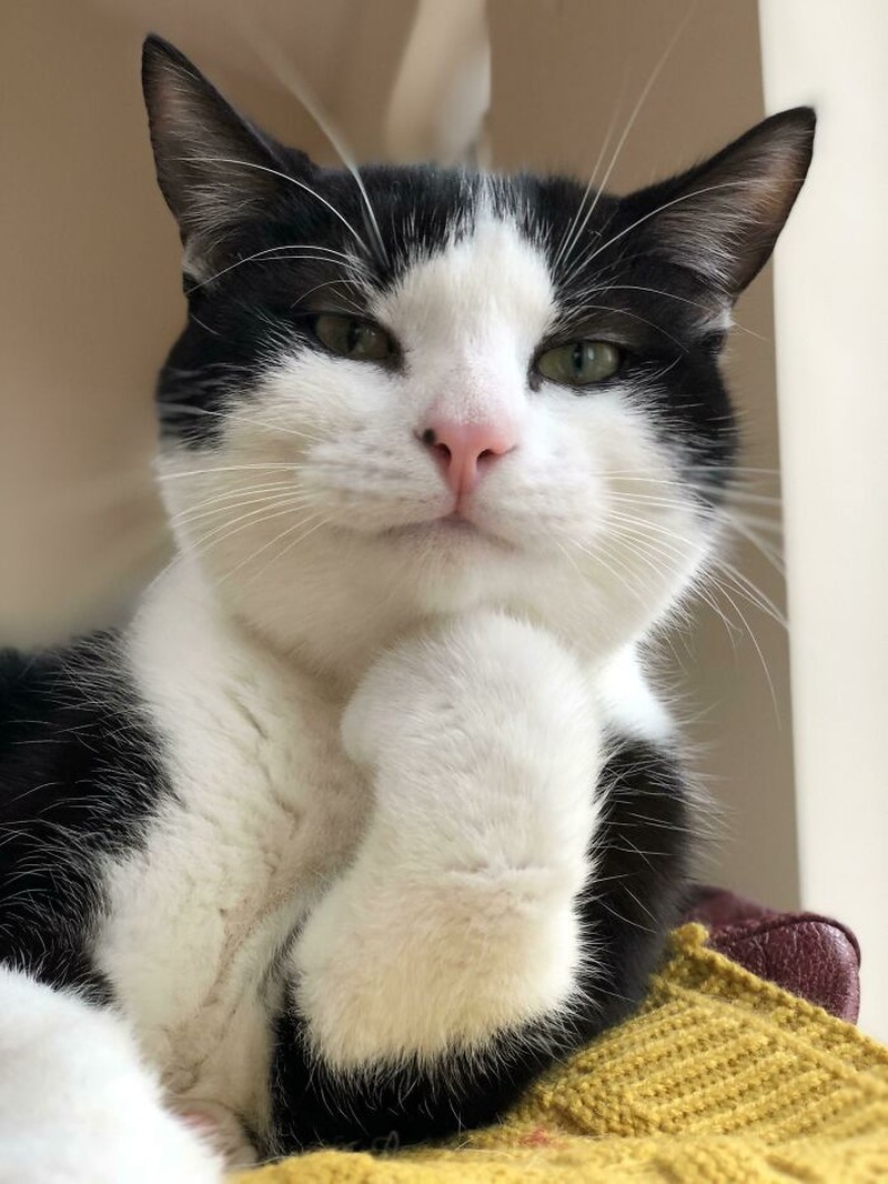 fotoinet Gemes Banget, Begini Potret Hewan yang Fotogenik